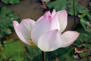 Lotus | Rimantė Paulauskaitė | Flickr