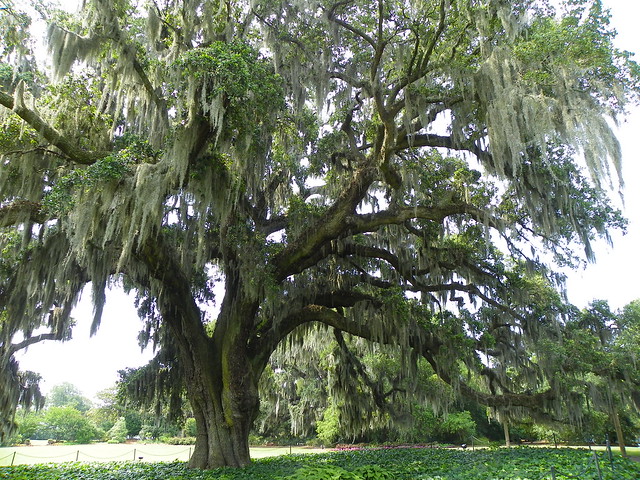 Huge Oak tree Airlie Gardens Wilmington NC