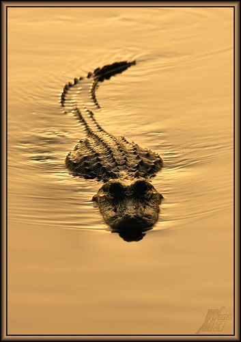 park lake nature water sunrise golden texas reptile wildlife alligator brazosbendstatepark needville 40acrelake theenchantedcarousel wanam3