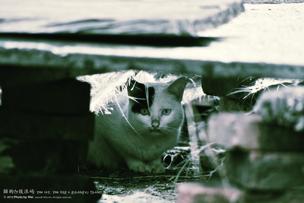 IMGP1458 | wei wei | Flickr