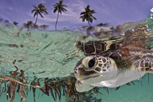 Maldive