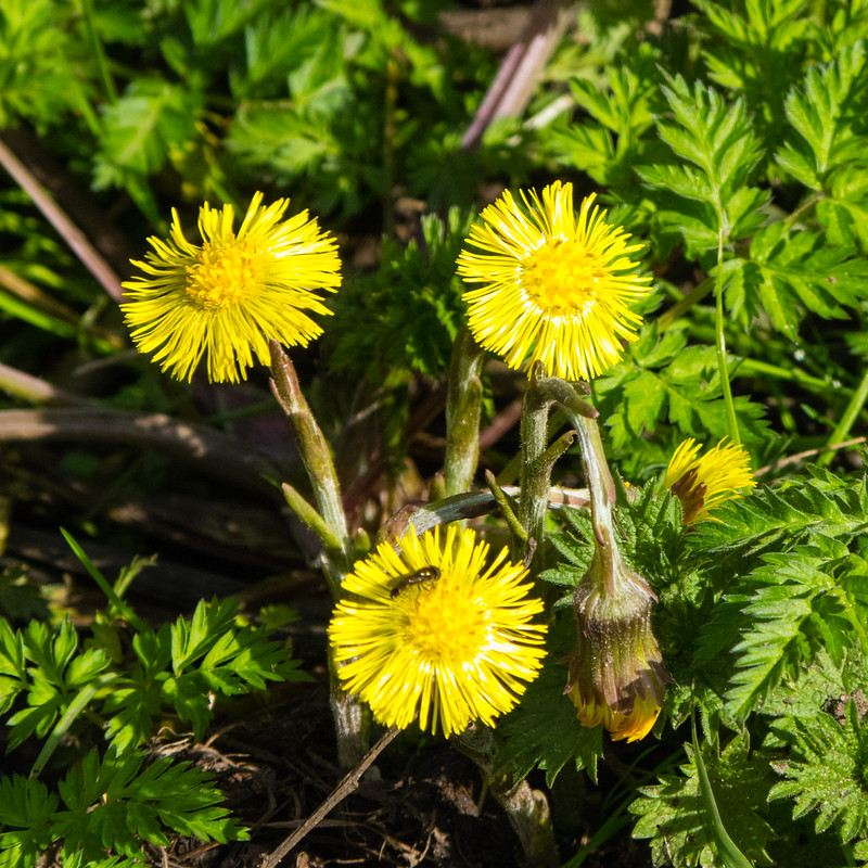 Coltsfoots with a small insect