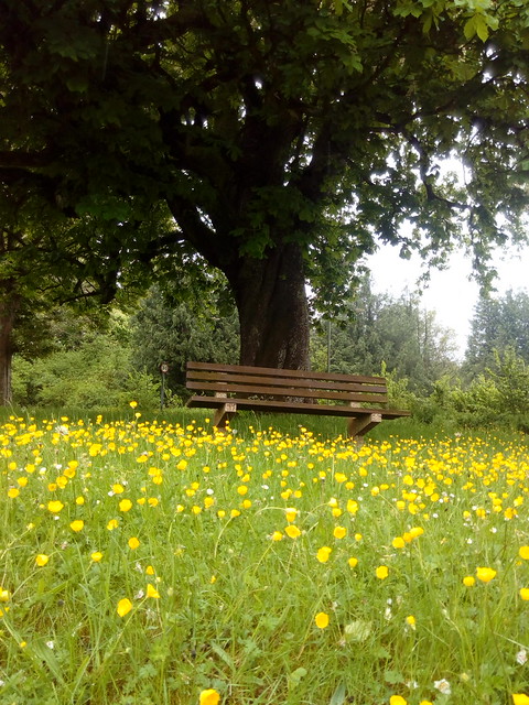 Buttercups and bench 