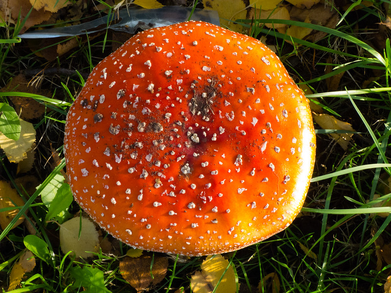 Fly agaric