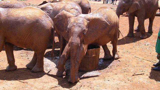 Baby elephant sanctuary, Nairobi