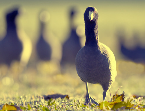 Attack Mode | by Davor Desancic