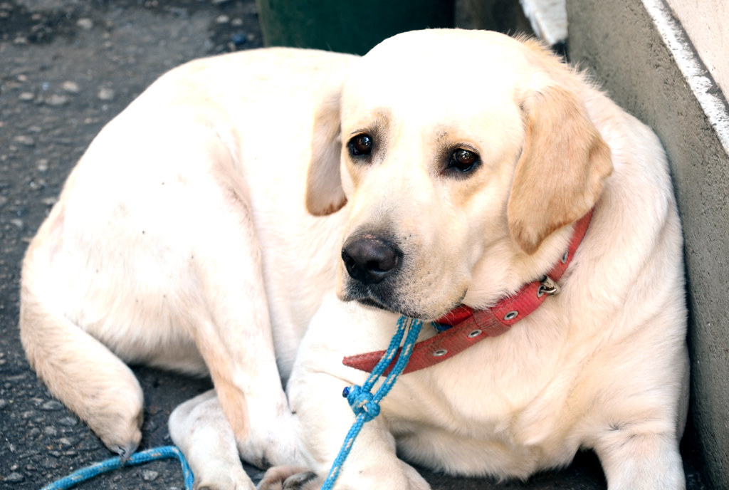 Labrador Retriever Puppies’ Best Dog Food