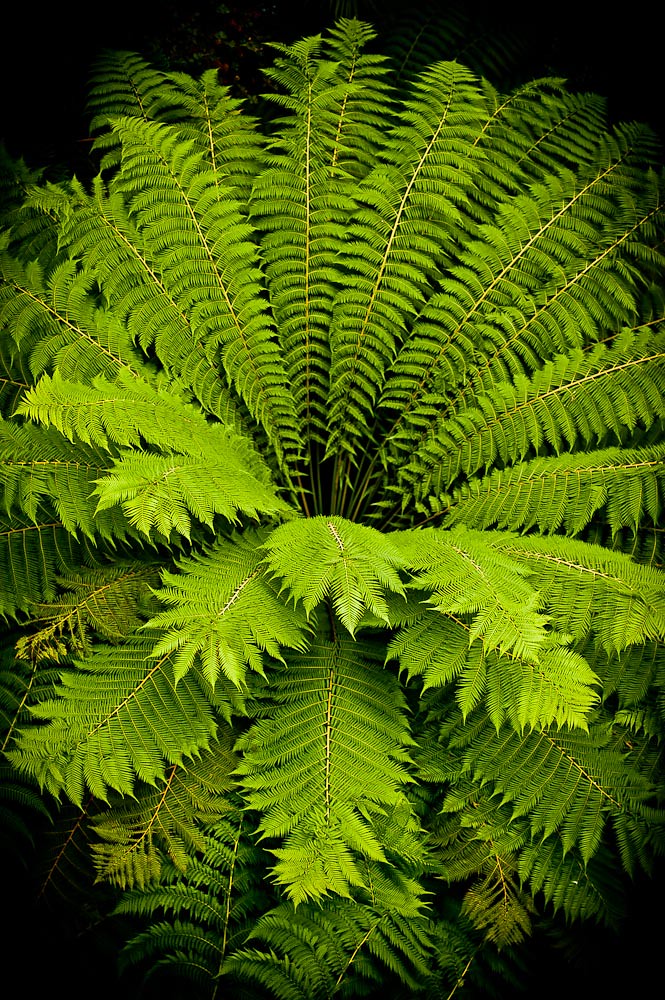 Ferns | Large fern seen from above | Mark Llewellyn | Flickr