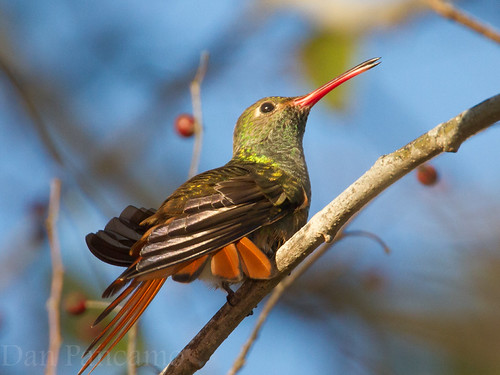 Buff-bellied Hummingbird by Dan Pancamo, Photo By <a href="http://blog.pancamo.com" rel="nofollow">Dan Pancamo</a>  <a href="http://BigHugeLa