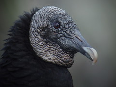 Black Vulture, Everglades NP, FL