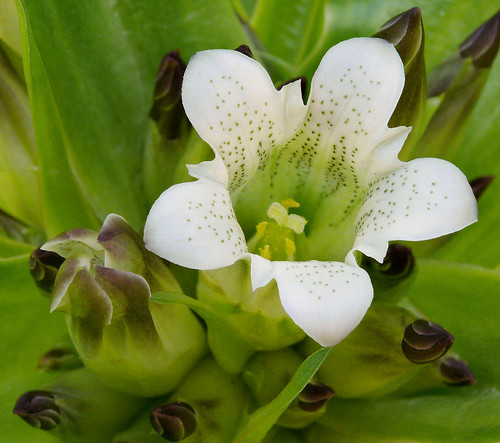 Gentiana tibetica #6 | Best viewed @ large size Gentianaceae… | Flickr