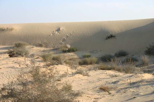 Dunes | by socialpyramid