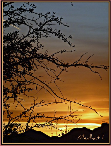trees sunset orange desert lasvegas medhathi ringexcellence dblringexcellence tplringexcellence