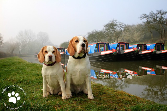 The Beagles | Dog Portraits Leighton Buzzard, Bedfordshire