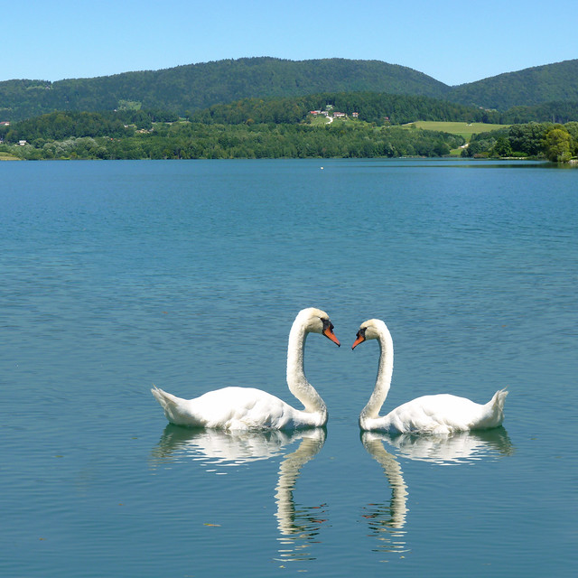 Romance at Swan Lake
