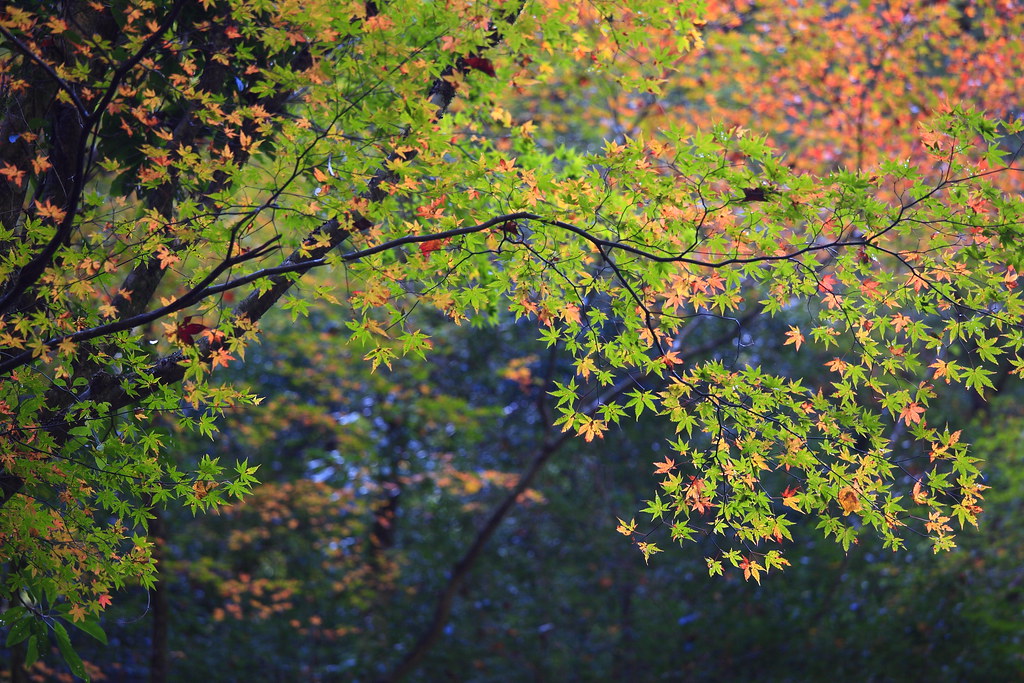 Japanese maples 想楓 by Thunderbolt_TW