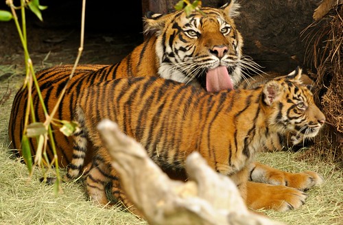 Sumatran Tiger and Cubs at LA Zoo, 12-11 4 | by bloodyeyeballs