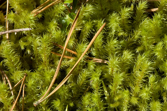 Woodland floor in Abernethy Forest