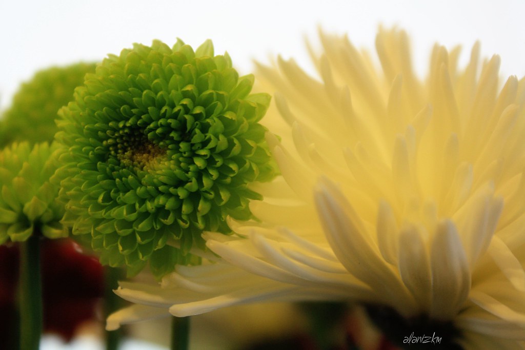 Floral Bouquet | mixed flowers... | Kim Alaniz | Flickr