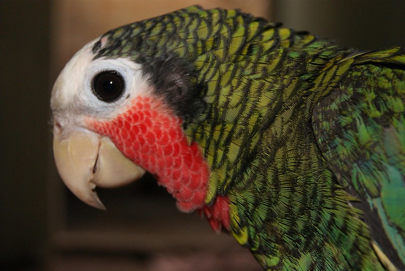 Cuban parrot | Cotorra cubana (Amazona leucocephala) Santa Clara