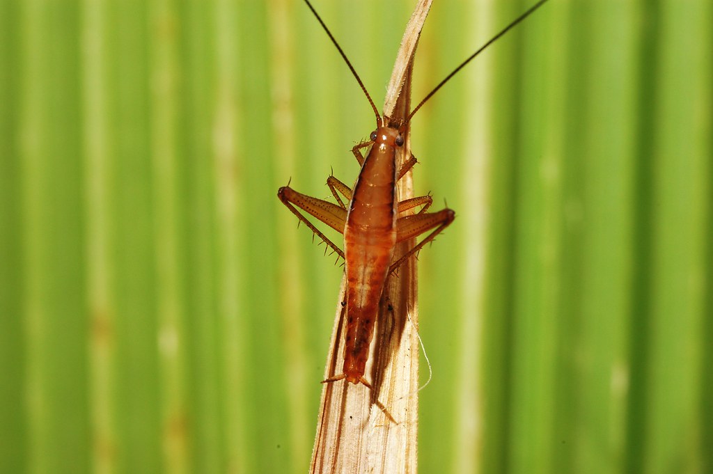 Saltoblattella montistabularis male1_image by Mike Picker | Flickr