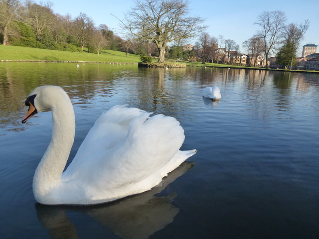 Ferguslie Park Pond swans