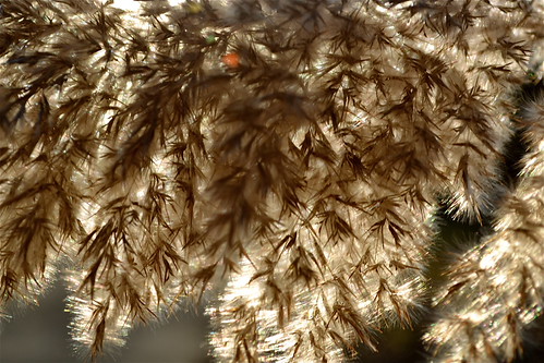 fuzz | by MichelleFevola