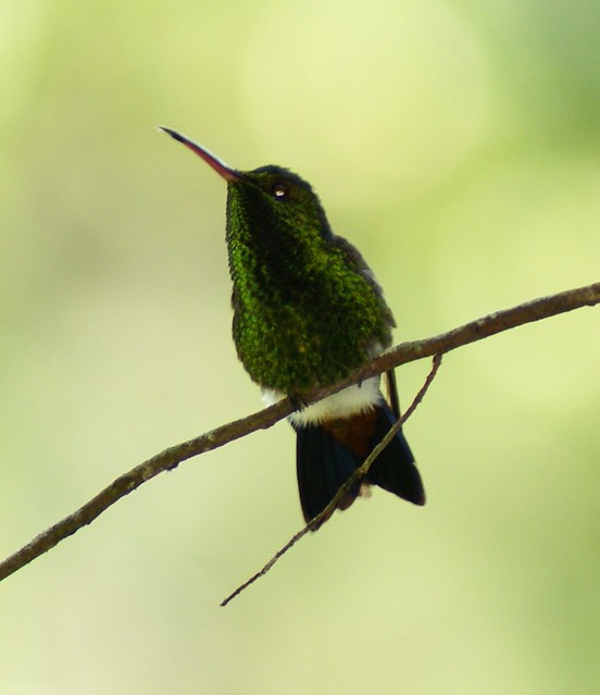 Diamante Bronceado Coliazul [Cooper-rumped Hummingbird] (Amazilia tobaci)