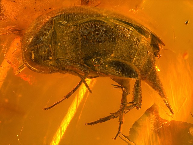 Baltic amber (40-50 MYO) - Tumbling Flower Beetle (Mordellidae) - 3,5 mm