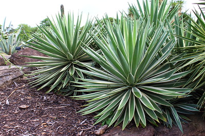 Agave angustifolia