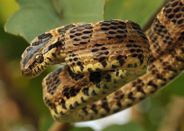 Large-spotted Cat Snake (Boiga multomaculata)
