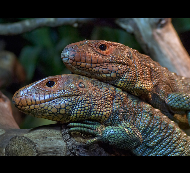 Caiman Lizard Couple