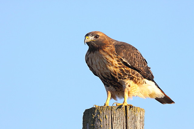 Red-Tailed Hawk - IMG_8423_1_1