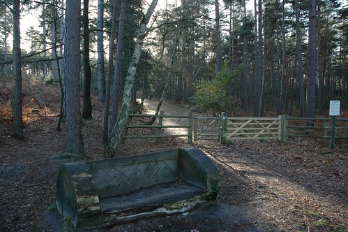 Photo of a bench carved from a tree in the woods