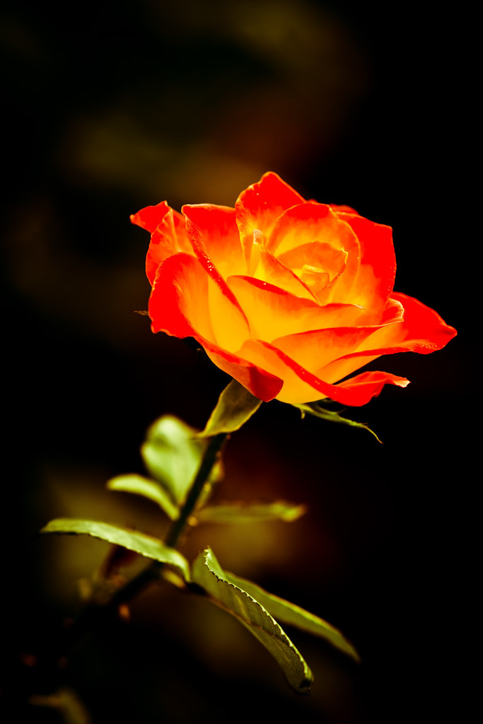 玫瑰花| 檔名File name： 玫瑰花﹝FLOW00393﹞ 英文名稱English Name： Rose. 日文… | Flickr