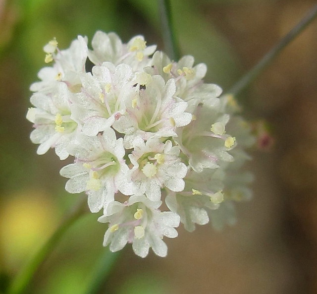 Boerhavia flowers