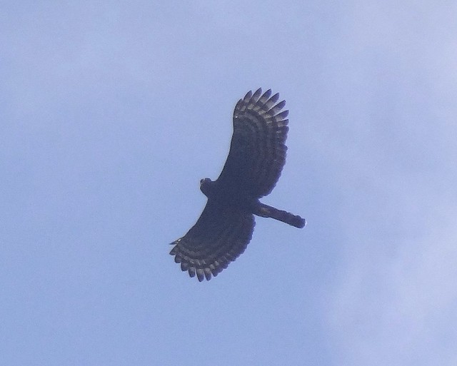 Aguila Tirana [Black-Hawk Eagle] (Spizaetus tyrannus)