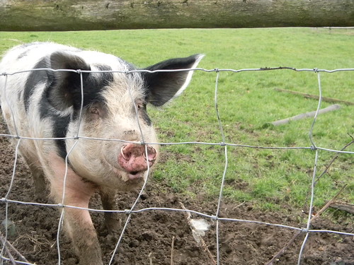 Friendly pig Aldermaston to Woolhampton