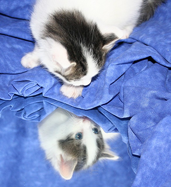 1 tablecloth 1 mirror 1 kitten
