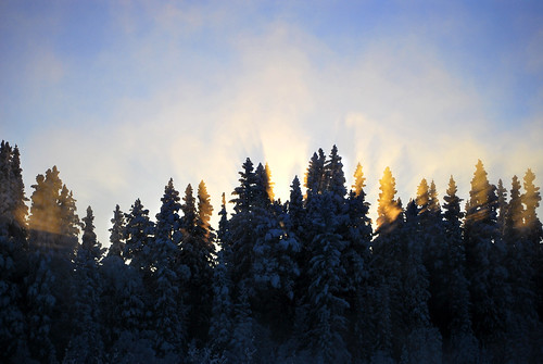 light sun snow colour tree michael sigma å gran 1855 snö träd björnrike 1850 solnedgång johansson ljus abies michaeljohansson agatefilm ågatefilm
