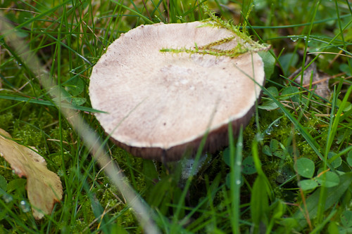 Mushroom in short grass
