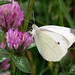 Flickr photo 'Small White, Pieris rapae (Linnaeus, 1758)' by: Misenus1.