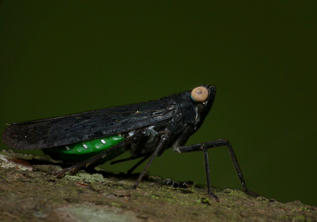 Hopper with pet | Initially I didn't want to upload this unt… | Flickr