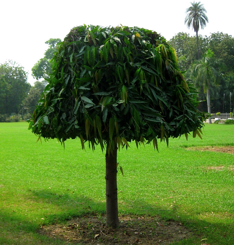 Attractive Saraca Indica aka Ashoka tree growing in Jinnah's gardens, aka Lawrence Park, Lahore city, Pakistan