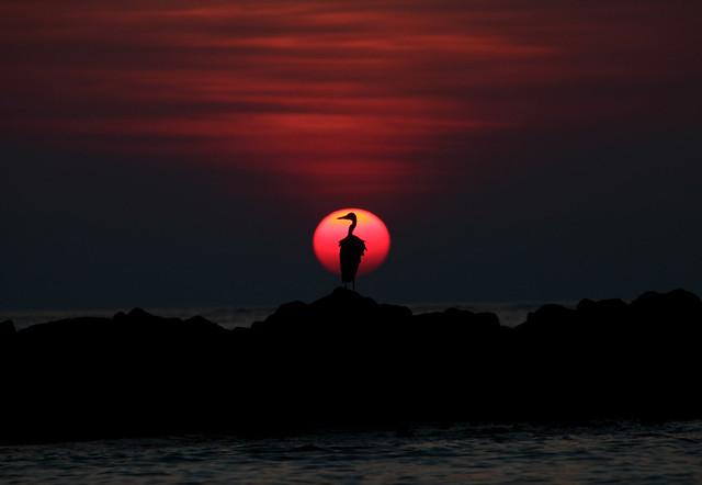 Maldives Grey Heron silhouetted against setting sun