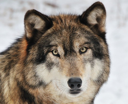 Wolf Stare | I will be posting exclusive content on my Faceb… | Flickr