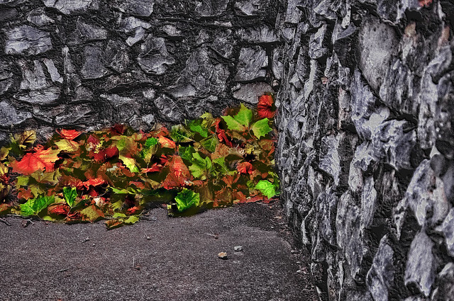 Autumn #Leaves #Rock #Wall on AAMU Campus - h931