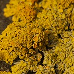 Orange Sea Lichen