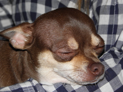 Sleepy Chihuahua | by DanCentury