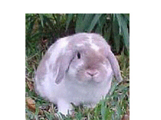 Doulap Rabbit Lop Rabbit | luagh45 | Flickr